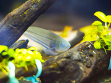 glass knifefish, which generate weak electric pulses, used in project.