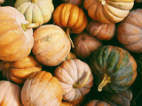 Lots of pumpkins, different colors from orange, brown, green and beige.